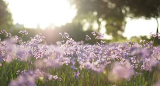 Garden Dream – prato floreale